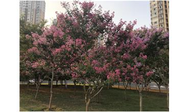 夏秋季節(jié)，錫城首次驚現紫薇花開美景